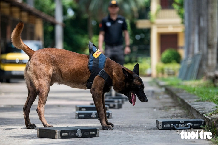 Xem cảnh vệ huấn luyện cảnh khuyển ‘tung đòn’ tấn công tội phạm, đánh hơi tìm ma túy, thuốc nổ - Ảnh 9.