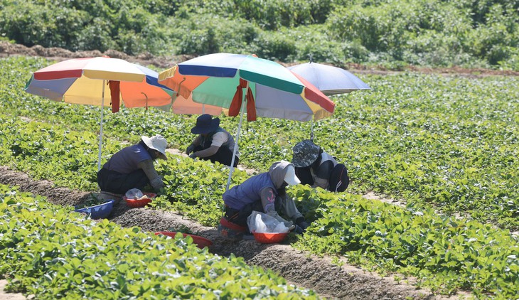 Khoai t&acirc;y chưa thu hoạch đ&atilde; bị 'luộc' ch&iacute;n, đợt nắng kỷ lục g&acirc;y kh&oacute; cho n&ocirc;ng nghiệp H&agrave;n Quốc - Ảnh 2.