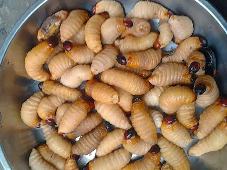 Cần Thơ yêu cầu quản lý, ngăn chặn nuôi đuông dừa - Ảnh 1.