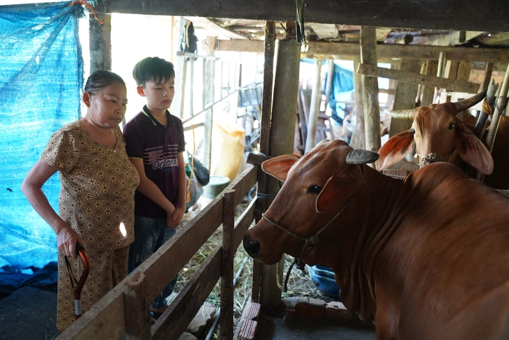 Dắt chú bò giống về tận xóm trao cho hai bà cháu cùng bệnh ung thư - Ảnh 1.
