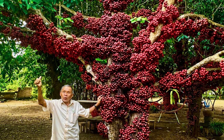 Vườn đỏ chín trĩu trái từ gốc đến ngọn, du khách thích thú check in - Ảnh 2.