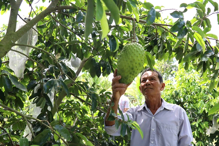 Loại cây chịu hạn, mặn giúp nông dân Cần Thơ "hái ra tiền" - Ảnh 1.