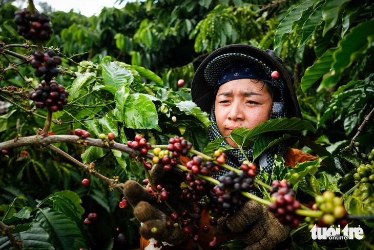 Vì sao trên đời lại có thứ thức uống mang tên cà phê? - Ảnh 5.