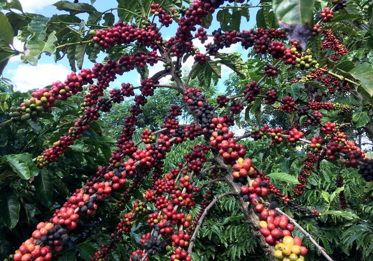 Vì sao trên đời lại có thứ thức uống mang tên cà phê? - Ảnh 3.