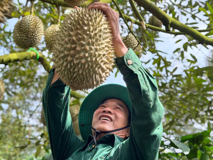 Xuất khẩu sầu riêng Việt Nam chủ yếu thị trường Trung Quốc - Ảnh 4.