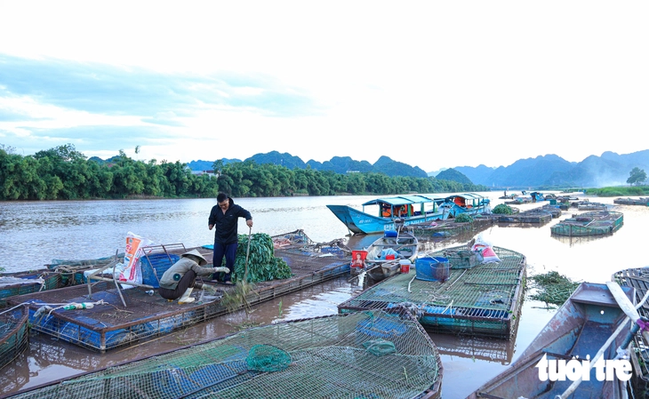 Người dân Phong Nha đi cắt cỏ 5 năm mới nuôi được một lứa cá đặc sản - Ảnh 1.