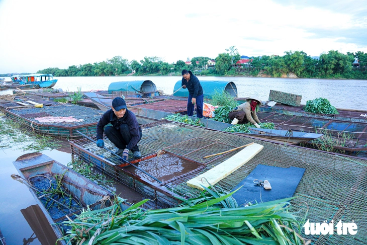 Người dân Phong Nha đi cắt cỏ 5 năm mới nuôi được một lứa cá đặc sản - Ảnh 4.
