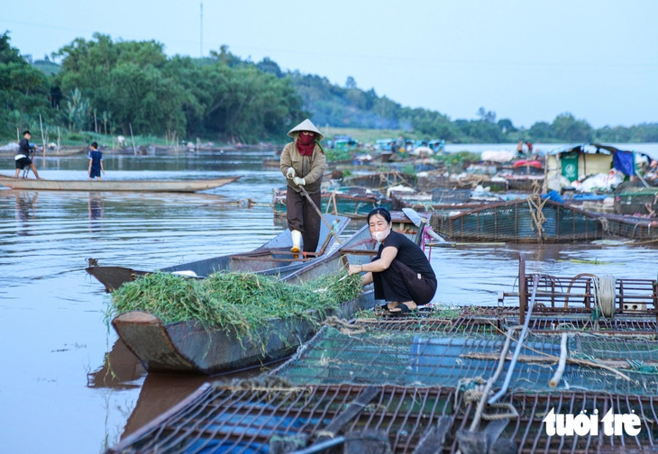 Người dân Phong Nha đi cắt cỏ 5 năm mới nuôi được một lứa cá đặc sản - Ảnh 8.