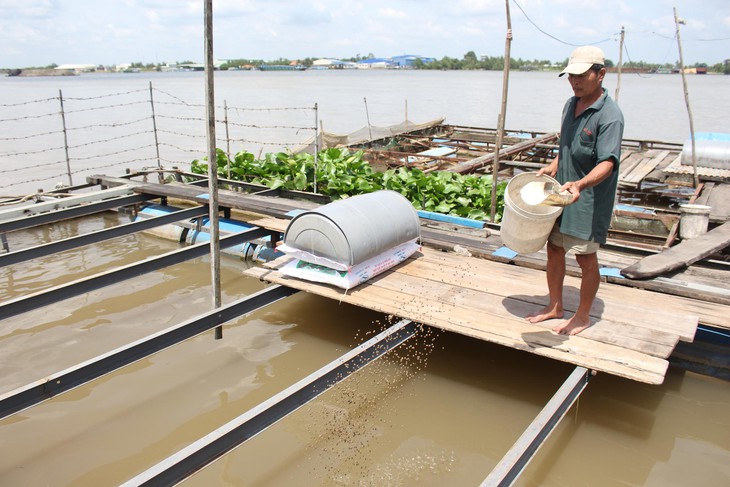 Vì sao giá cá điêu hồng tăng nhưng người nuôi chưa có lãi? - Ảnh 1.