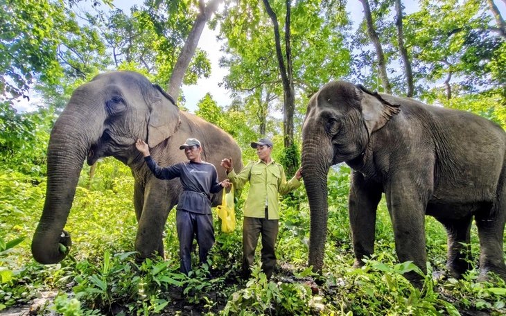 'Thủ phủ sầu riêng' rước voi về làm lễ cầu no đủ, livestream bán hàng sang Trung Quốc - Ảnh 4.