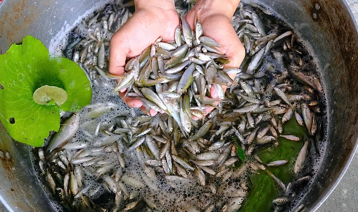 Có nên đánh bắt tận diệt cá linh non? - Ảnh 1.