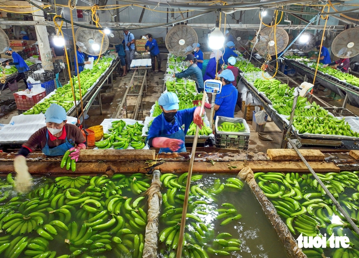 Đời sống nông dân khá hơn nếu nông nghiệp tăng trưởng 2 con số - Ảnh 1.