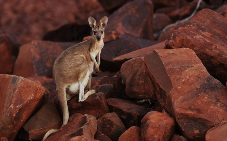Thịt Kangaroo Úc sắp đến Việt Nam, có thể chế biến món gì? - Ảnh 1.