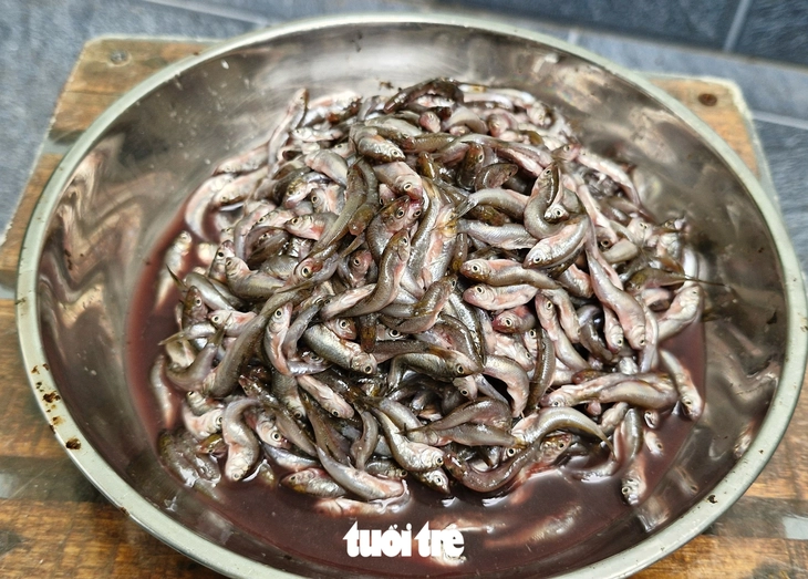 Cá linh thật, cá linh giả, làm sao phân biệt? - Ảnh 1.