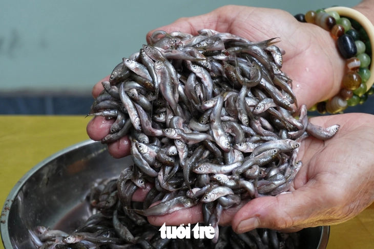 Cá linh thật, cá linh giả, làm sao phân biệt? - Ảnh 3.