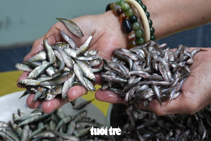 Cá linh thật, cá linh giả, làm sao phân biệt? - Ảnh 5.