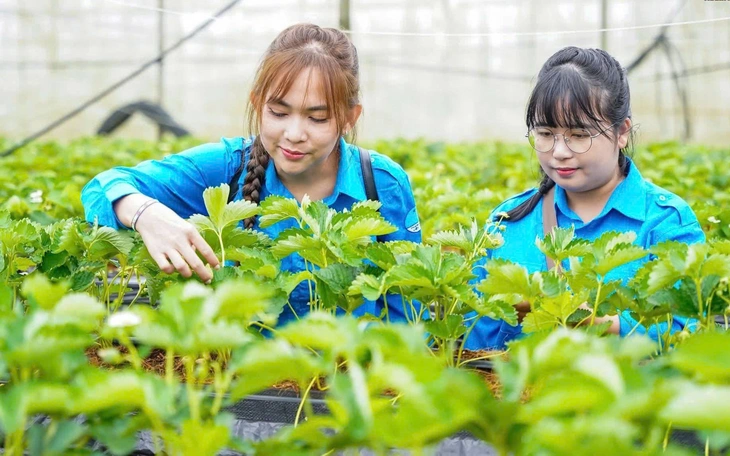 Hướng nghiệp và tín chấp vay vốn cho thanh niên TP . HCM năm 2026 - Ảnh 6.