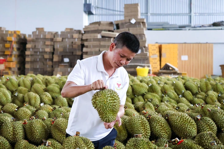 Trung Quốc phê duyệt thêm gần 600 mã số vùng trồng và cơ sở đóng gói sầu riêng - Ảnh 2.