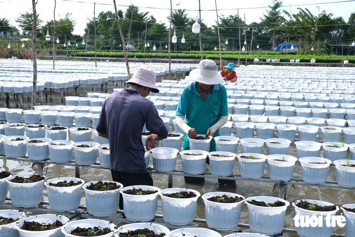 Làng hoa Sa Đéc giảm 20% cúc mâm xôi truyền thống vụ hoa Tết - Ảnh 2.