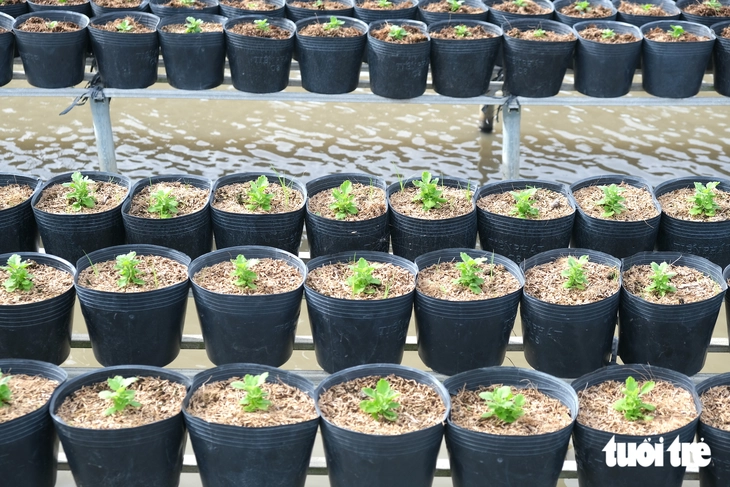 Làng hoa Sa Đéc giảm 20% cúc mâm xôi truyền thống vụ hoa Tết - Ảnh 5.