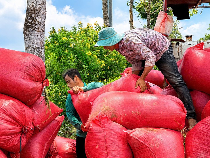 Nông dân miền Tây mong muốn liên kết hợp tác để ổn định thu nhập từ trồng lúa - Ảnh 1.