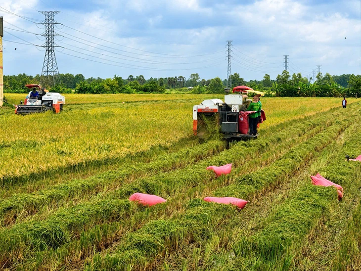 Nông dân miền Tây mong muốn liên kết hợp tác để ổn định thu nhập từ trồng lúa - Ảnh 2.