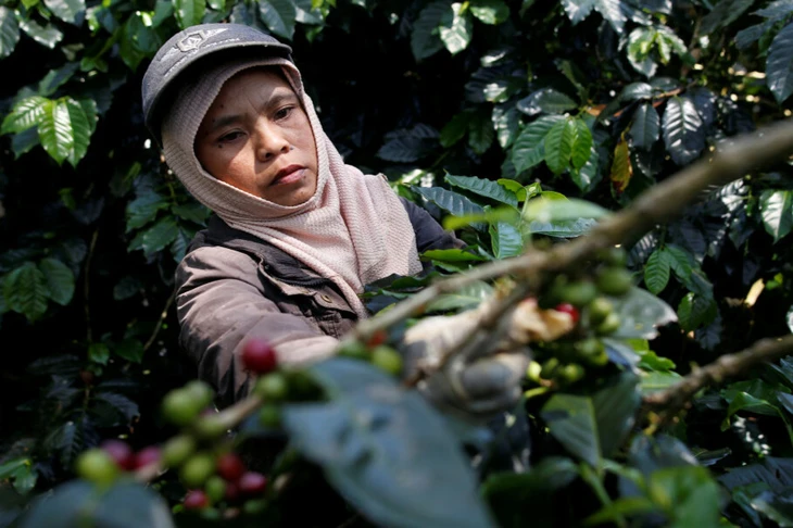  những câu chuyện từ Indonesia - Ảnh 1.