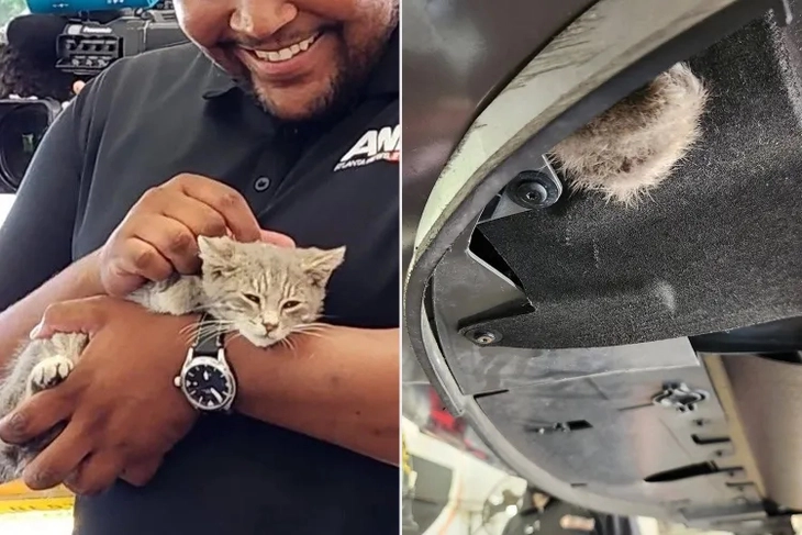 Chú mèo kẹt dưới gầm xe suốt 1.300km đường vẫn sống sót thần kỳ, phải phá xe mới cứu được - Ảnh 1.