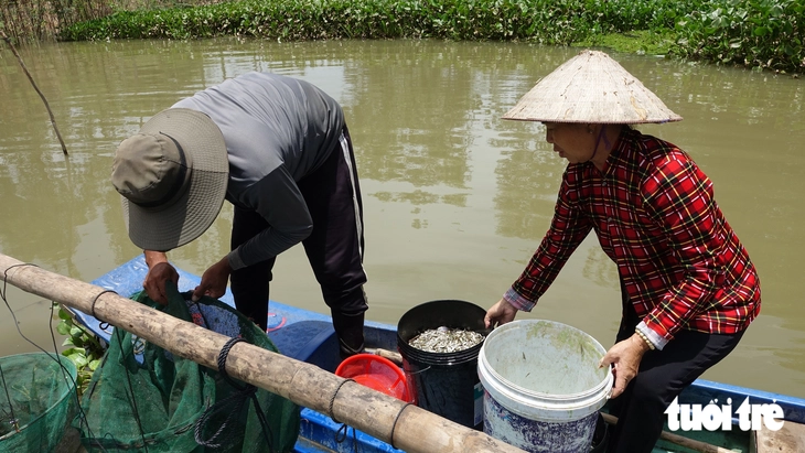 Xuất hiện trở lại nhiều loại cá hiếm mùa nước nổi - Ảnh 8.
