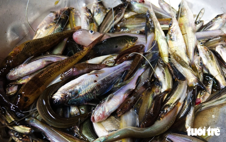 Xuất hiện trở lại nhiều loại cá hiếm mùa nước nổi - Ảnh 7.