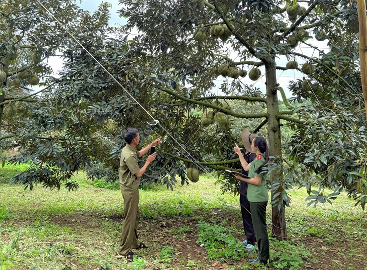 Nhiều vụ lừa đảo mùa sầu riêng, Công an Đắk Lắk trấn áp - Ảnh 3.