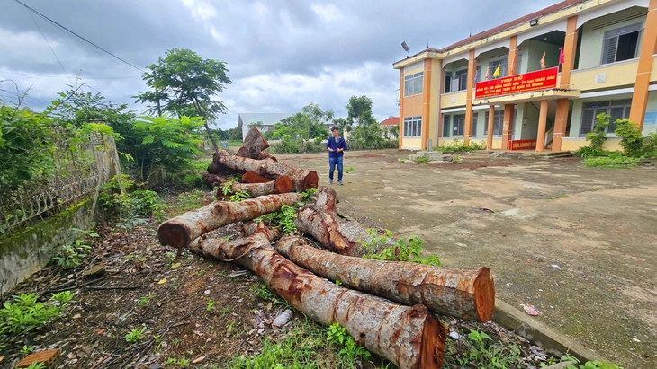 Vụ chặt hạ cây xanh tại Gia Lai: Chính quyền địa phương nêu lý do 'hiểu nhầm' - Ảnh 5.