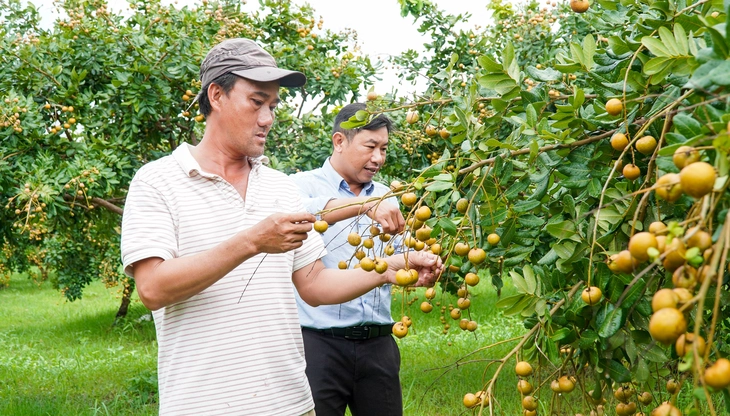 Thanh nhãn Cà Mau là gì, vì sao luôn cháy hàng bán giá cao hơn 100.000 đồng vẫn nhiều người tìm mua? - Ảnh 2.