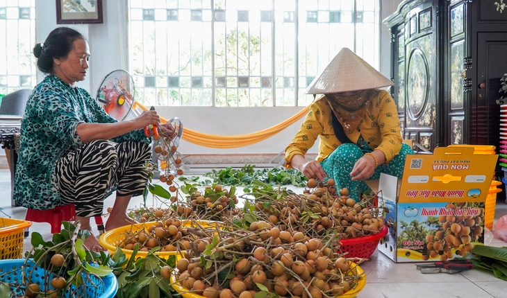 Thanh nhãn Cà Mau là gì, vì sao luôn cháy hàng bán giá cao hơn 100.000 đồng vẫn nhiều người tìm mua? - Ảnh 4.