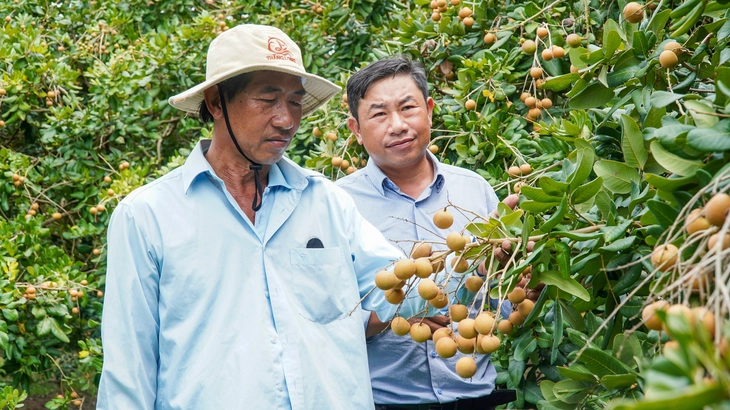 Thanh nhãn Cà Mau là gì, vì sao luôn cháy hàng bán giá cao hơn 100.000 đồng vẫn nhiều người tìm mua? - Ảnh 5.
