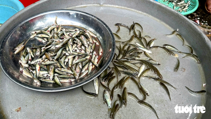 Cá linh non đầu mùa nước nổi 'lên phố' giá cao - Ảnh 3.