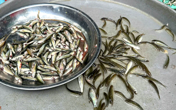 Giá cá linh giảm hơn một nửa so với đầu mùa nước nổi - Ảnh 5.