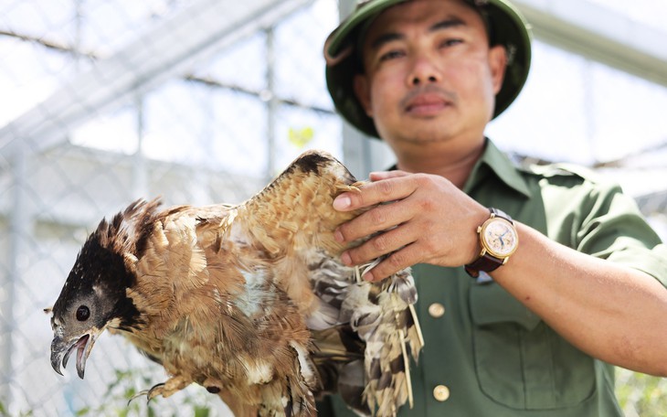Nghỉ lễ 2-9: Du khách đổ về ngắm voi, động vật hoang dã ở trạm cứu hộ tại Buôn Đôn - Ảnh 2.