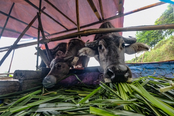 Thịt trâu Việt Nam được coi như 'đặc sản', nguồn cung chỉ đáp ứng một nửa nhu cầu - Ảnh 2.