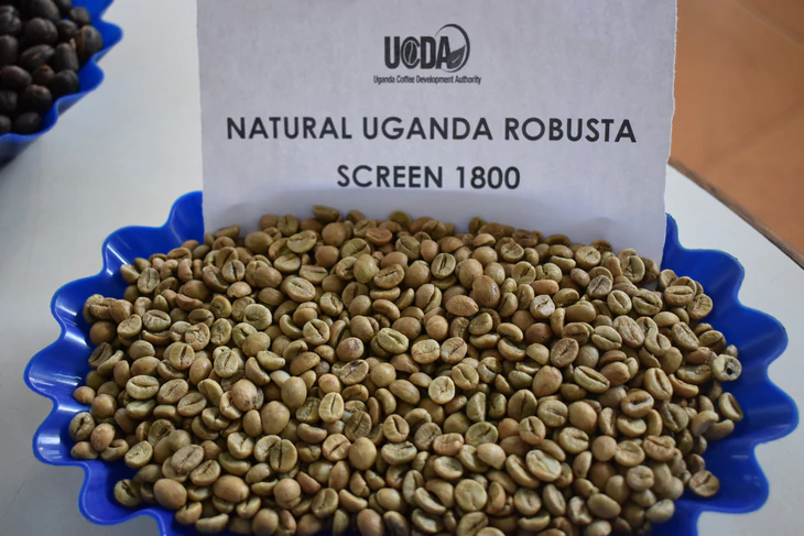 Bài học cà phê cao cấp từ 'quê hương Robusta' - Ảnh 1.