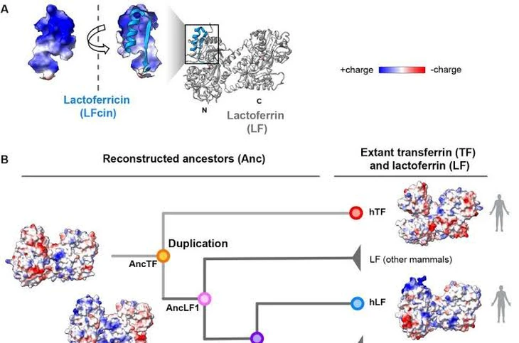 Các nhà khoa học ‘hồi sinh’ protein 160 triệu năm tuổi để đối phó vi khuẩn kháng thuốc - Ảnh 2.