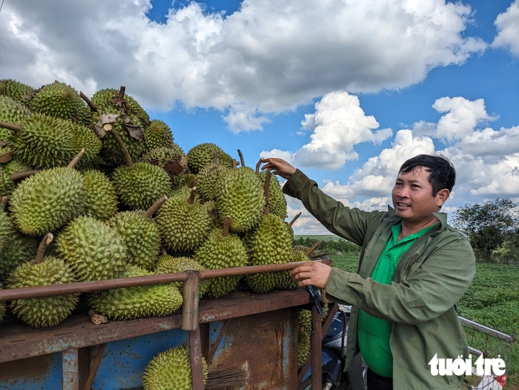 Gia Lai khẩn trương rà soát, cấp mã vùng trồng sầu riêng, cà phê - Ảnh 1.