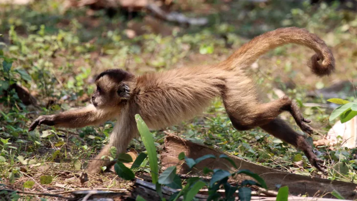 Khi trái cây khan hiếm, khỉ capuchin tìm săn động vật nhỏ - Ảnh 1.