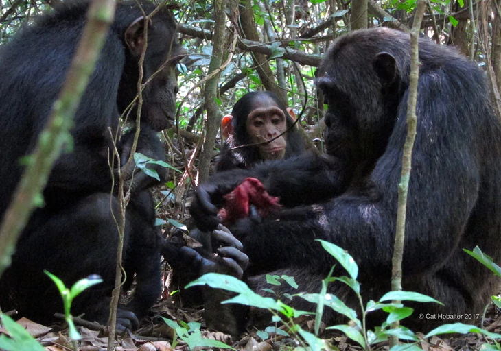 Khi trái cây khan hiếm, khỉ capuchin tìm săn động vật nhỏ - Ảnh 2.