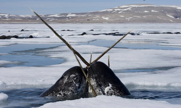 Kỳ lân biển được biến thành 'nhà hải dương học' ở Greenland - Ảnh 2.