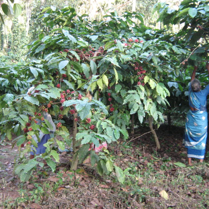 Lối đi riêng của Robusta Ấn Độ - Ảnh 2.