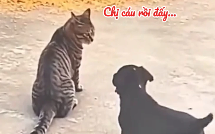 Mèo làm trưởng nhà ga gây sốt tại Nhật Bản - Ảnh 2.