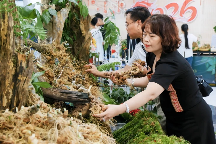 Ngắm những quầy sâm Ngọc Linh 'khủng' được bày biện ở trung tâm TP Đà Nẵng - Ảnh 13.