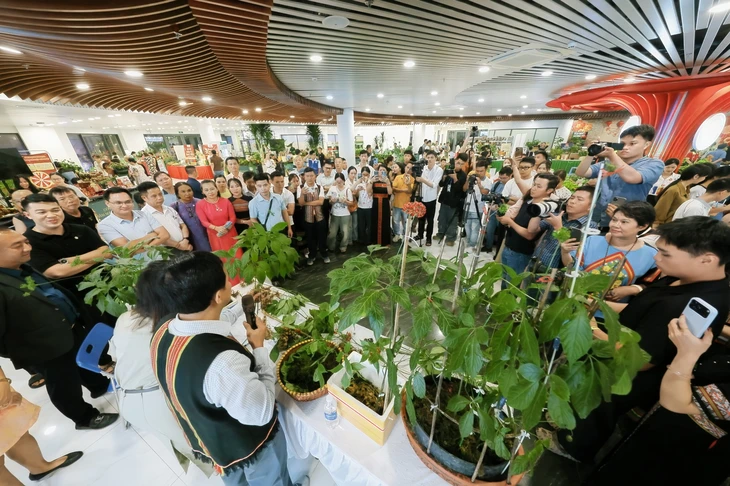 Ngắm những quầy sâm Ngọc Linh 'khủng' được bày biện ở trung tâm TP Đà Nẵng - Ảnh 15.