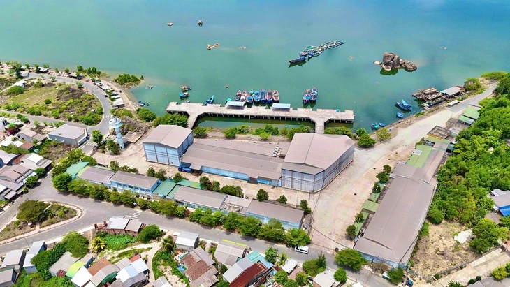 Đầu tư thêm 8 tỉ đồng để 'hồi sinh' cảng cá gần 200 tỉ ở Quảng Ngãi - Ảnh 3.